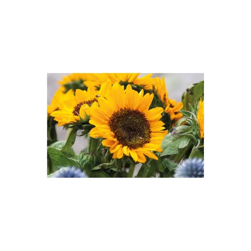Graines de Tournesol GIRASOL - Écologiques et Pratiques