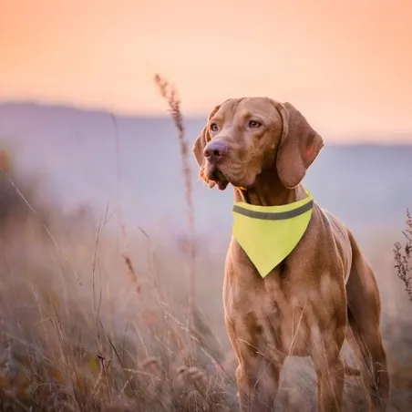Collier Bandana Bipols - Sécurité et Style pour Animaux