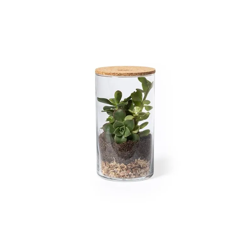 Terrarium Anymak : Mini Serre Écologique