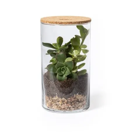 Terrarium Anymak : Mini Serre Écologique
