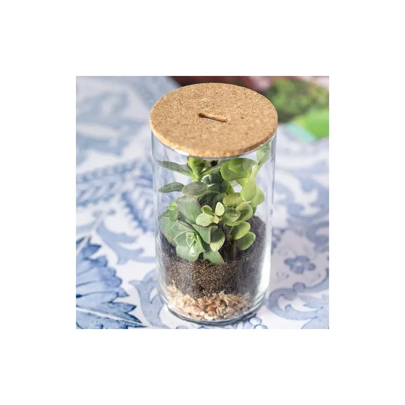 Terrarium Anymak : Mini Serre Écologique