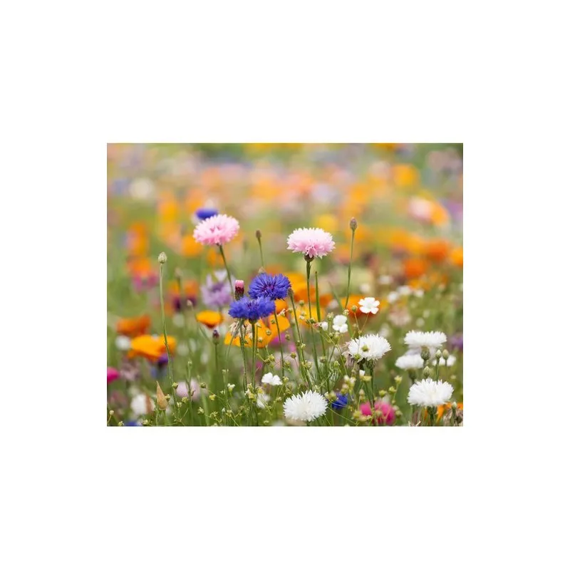 Papier A5 Graines de Fleurs ASIDE - Écologique et Unique