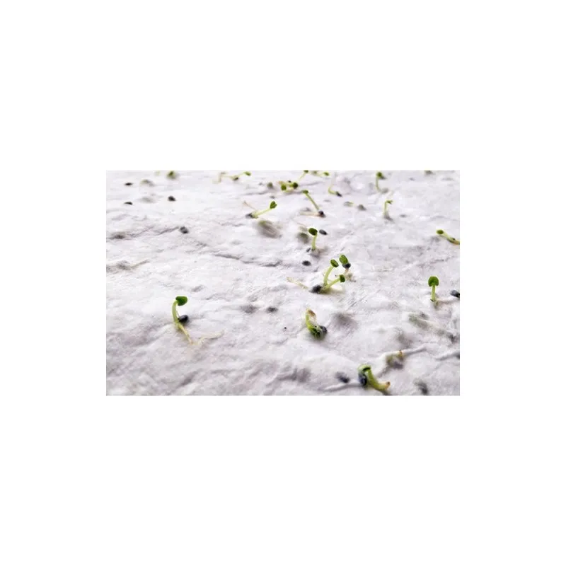 Papier A5 Graines de Fleurs ASIDE - Écologique et Unique