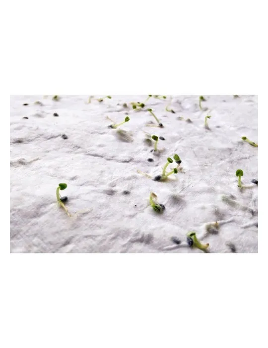 Papier A6 Graines de Fleurs ASIDO - Écologique & Unique