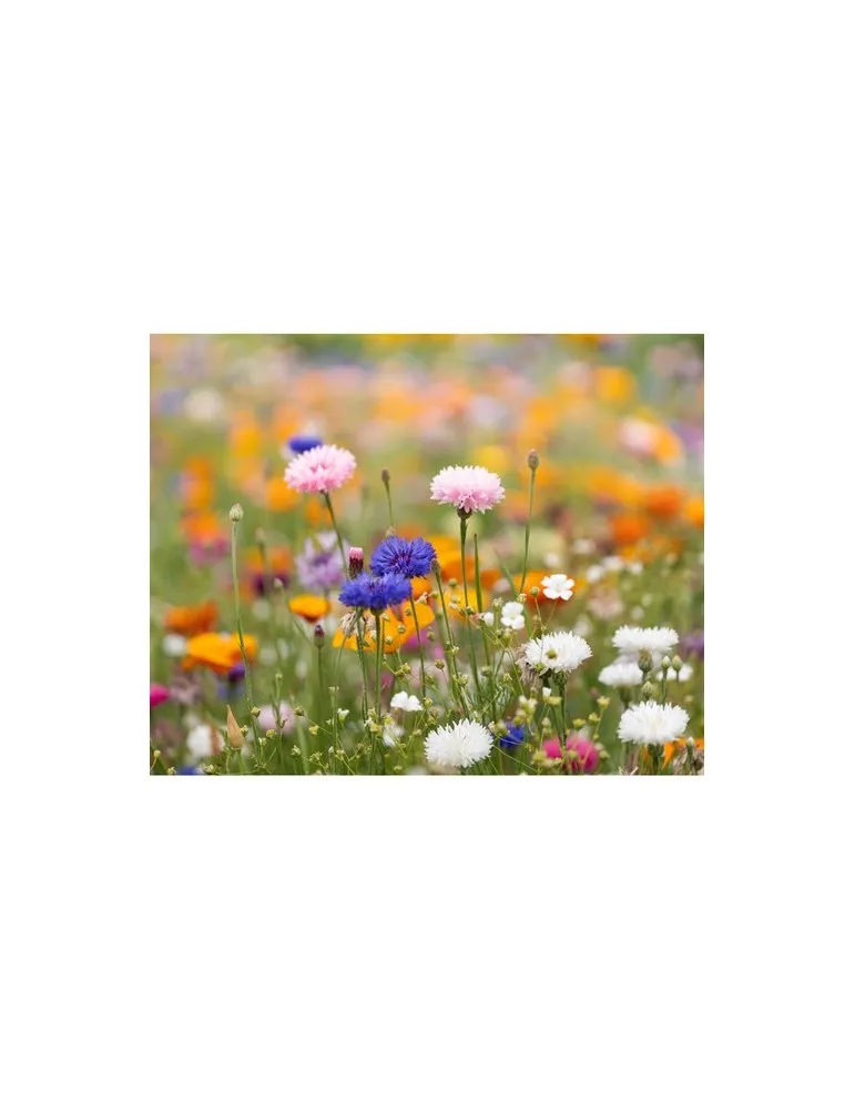 Papier A4 Graines de Fleurs ASIDI - Écologique et Pratique