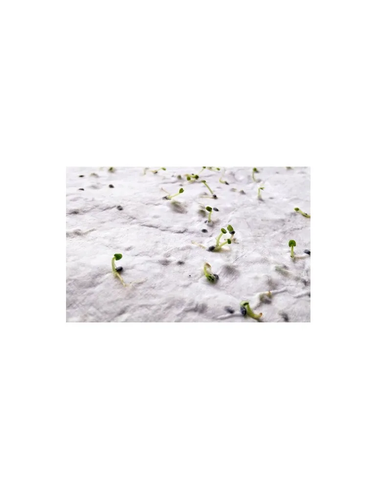 Papier A4 Graines de Fleurs ASIDI - Écologique et Pratique