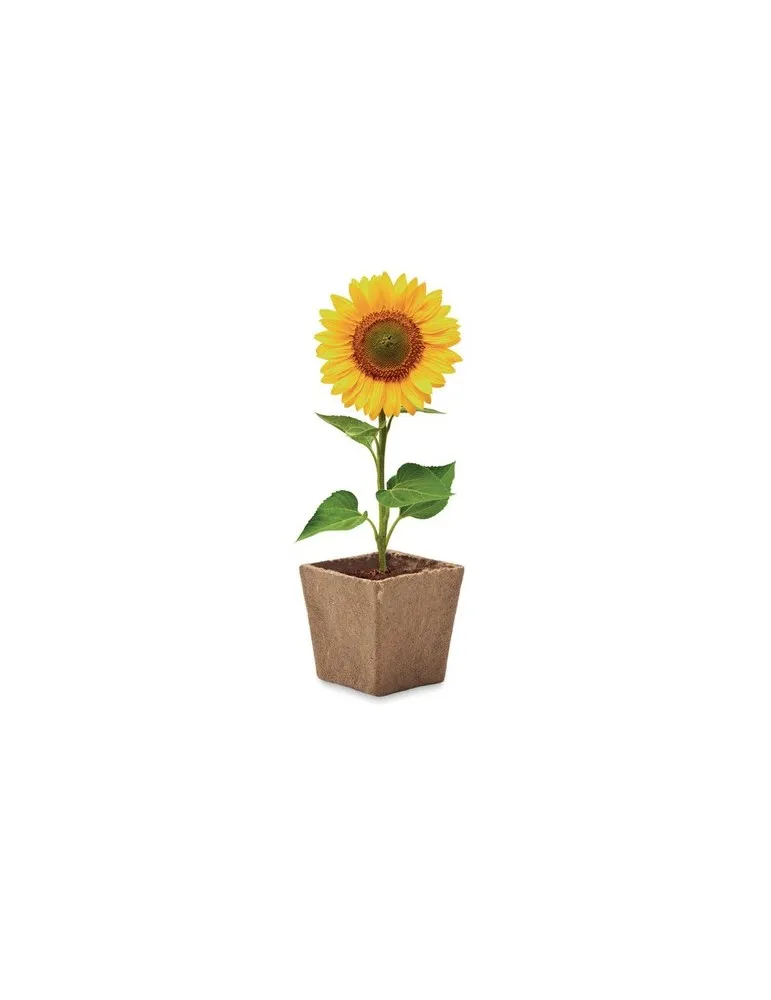 Kit de tournesol SUNFLOWER KIT