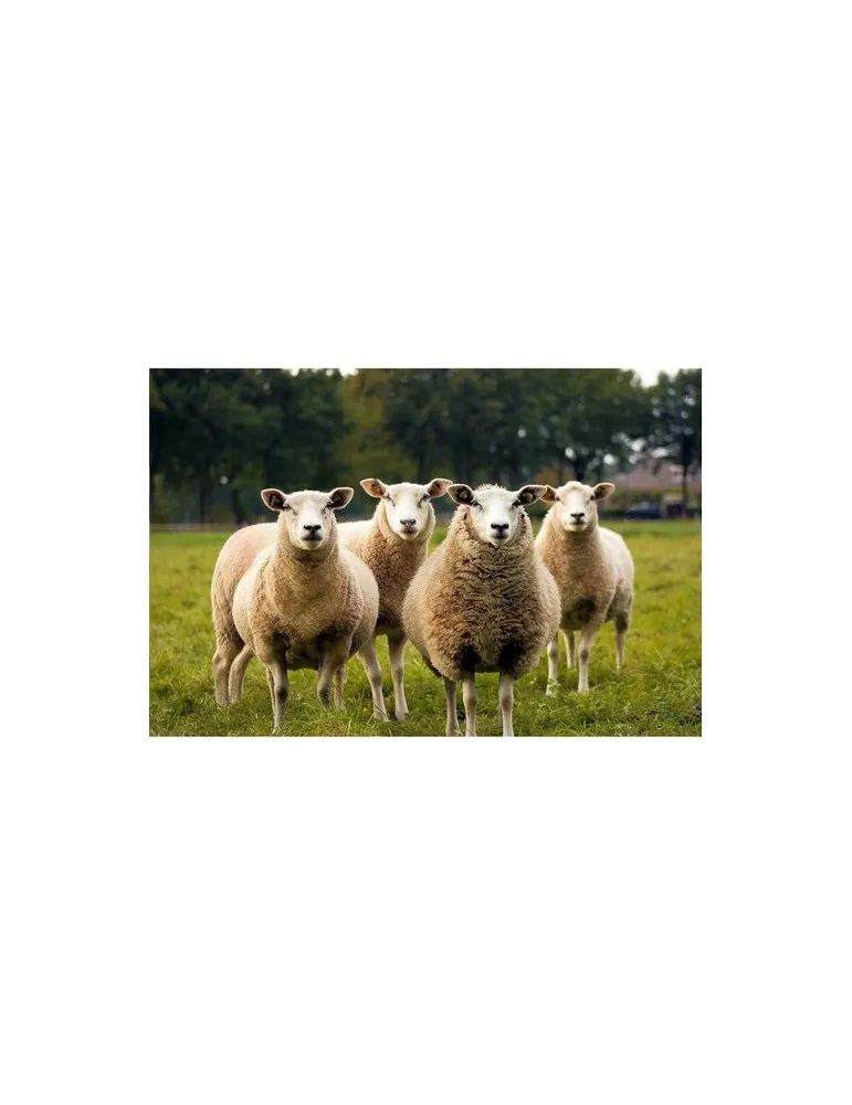 KYWIE Wine Cooler Suede seau à glace