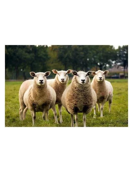 KYWIE Wine Cooler Suede seau à glace