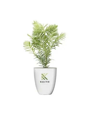 Treemore Arbres prêts-à-poster Séquoia côtier