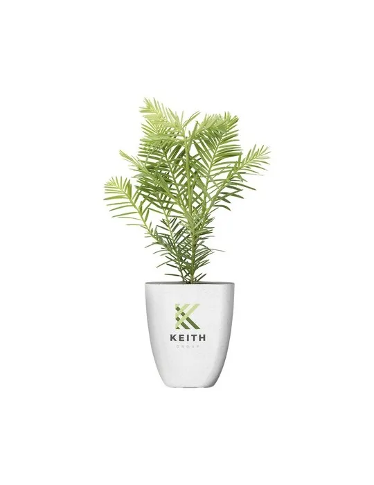 Treemore Arbres prêts-à-poster Séquoia côtier