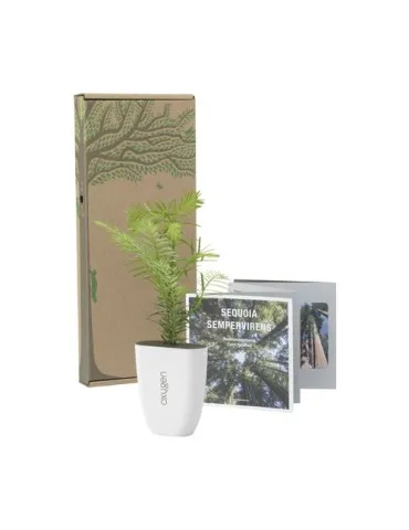 Treemore Arbres prêts-à-poster Séquoia côtier 2