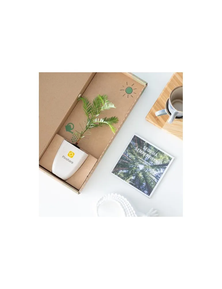 Treemore Arbres prêts-à-poster Séquoia côtier