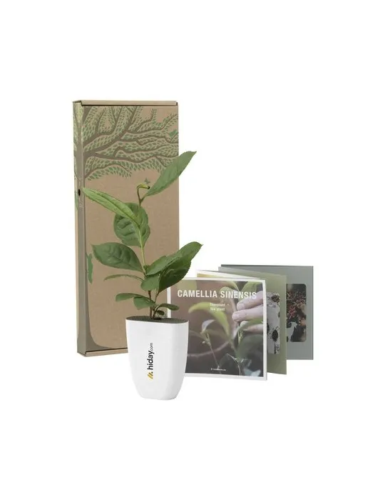 Treemore Arbres prêts-à-poster Théier