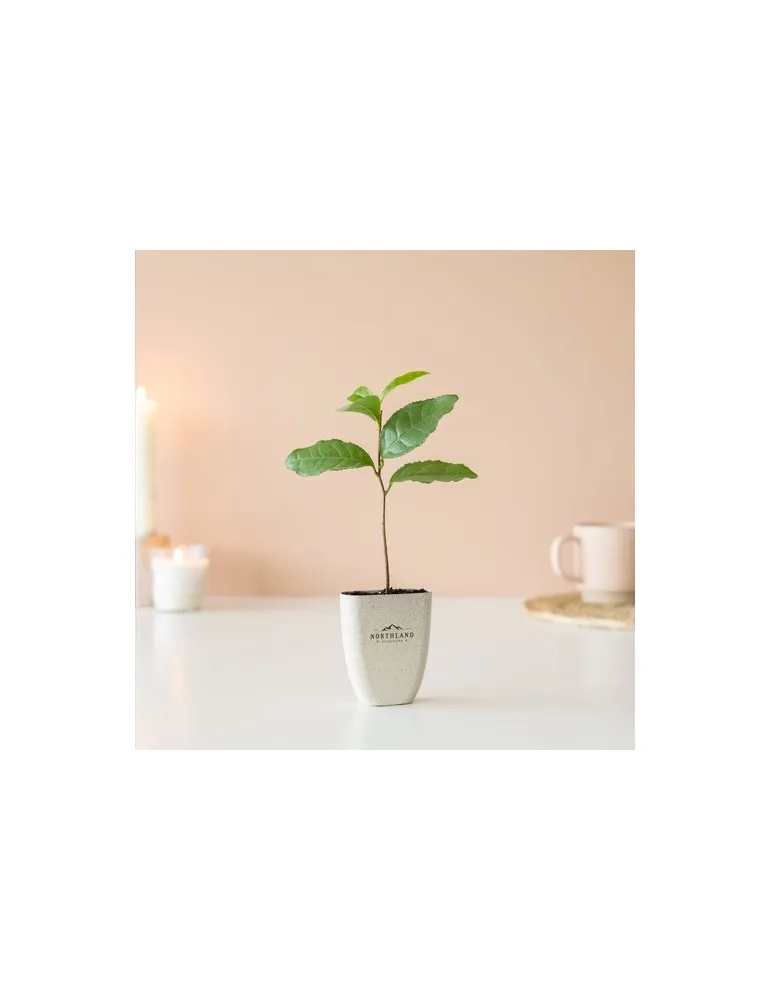 Treemore Arbres prêts-à-poster Théier