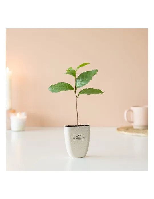 Treemore Arbres prêts-à-poster Théier