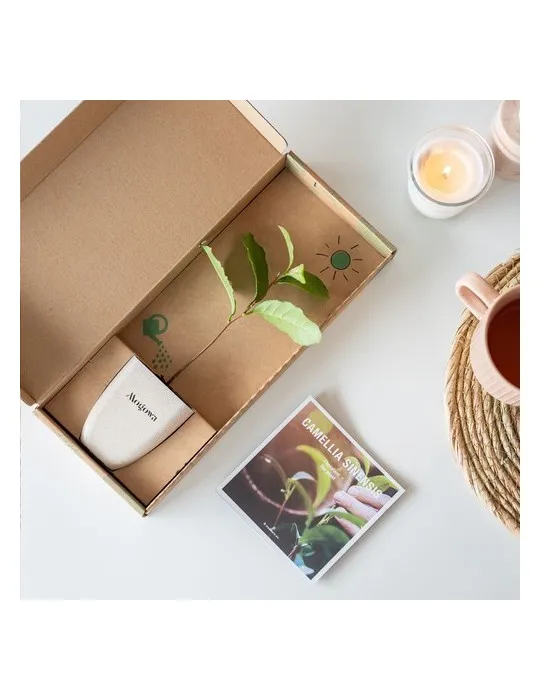 Treemore Arbres prêts-à-poster Théier