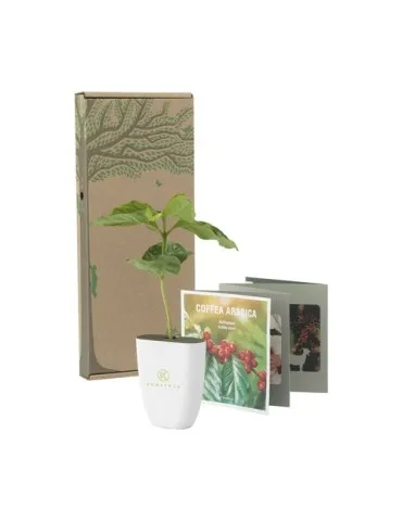 Treemore Arbres prêts-à-poster Caféier d'Arabie 2