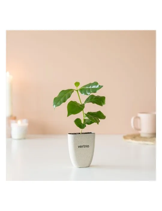 Treemore Arbres prêts-à-poster Caféier d'Arabie