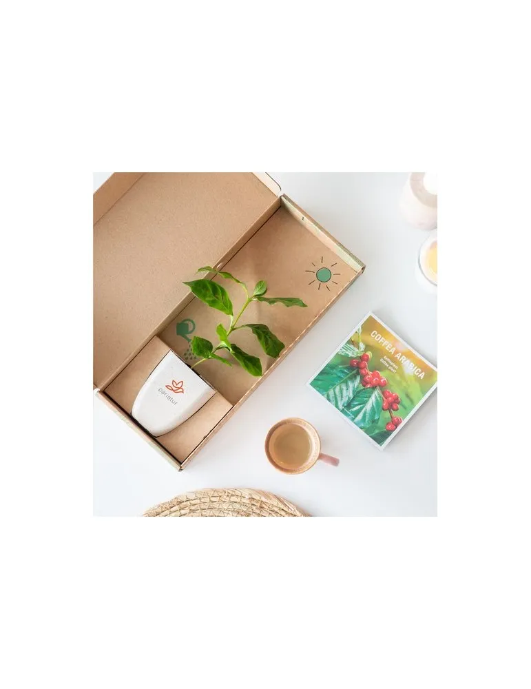 Treemore Arbres prêts-à-poster Caféier d'Arabie