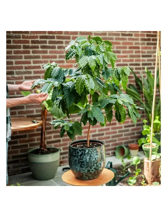 Treemore Arbres prêts-à-poster Caféier d'Arabie