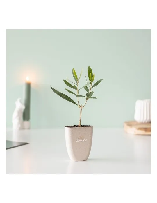 Treemore Arbres prêts-à-poster L'olivier