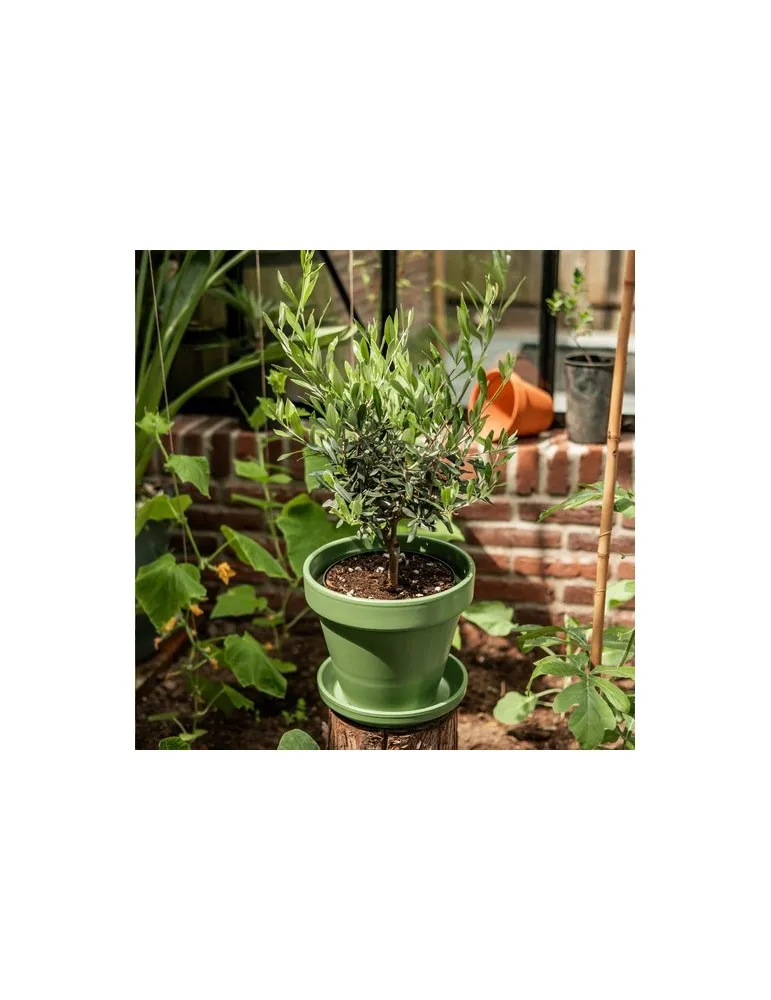 Treemore Arbres prêts-à-poster L'olivier