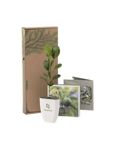 Treemore Arbres prêts-à-poster Arbre Agrume Kaffir Lime 2