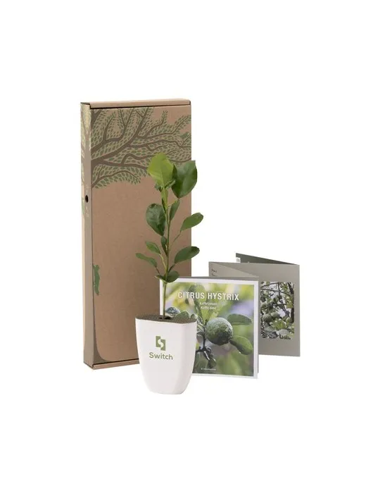 Treemore Arbres prêts-à-poster Arbre Agrume Kaffir Lime