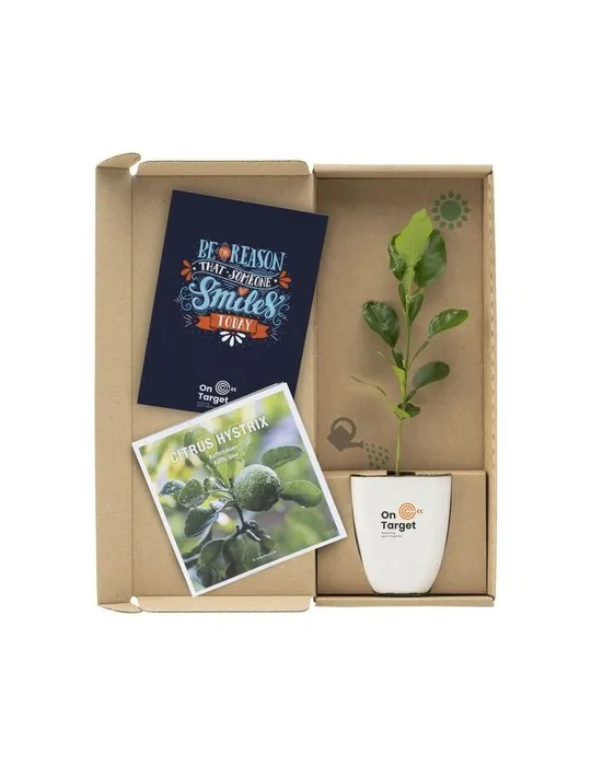 Treemore Arbres prêts-à-poster Arbre Agrume Kaffir Lime