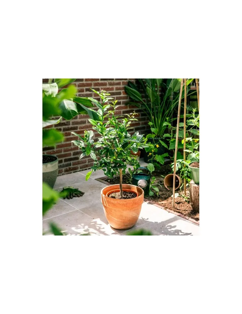 Treemore Arbres prêts-à-poster Arbre Agrume Kaffir Lime