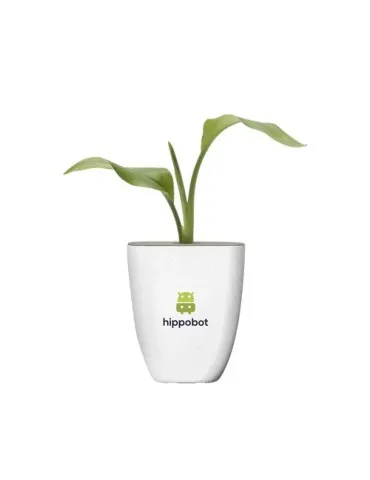 Treemore Arbres prêts-à-poster Plante Oiseau du Paradis