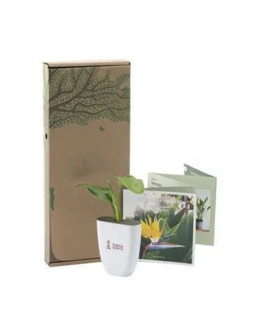 Treemore Arbres prêts-à-poster Plante Oiseau du Paradis 2