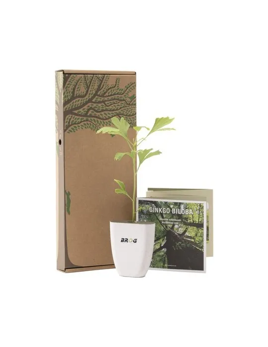 Treemore Arbres prêts-à-poster Arbre Noyer du Japon