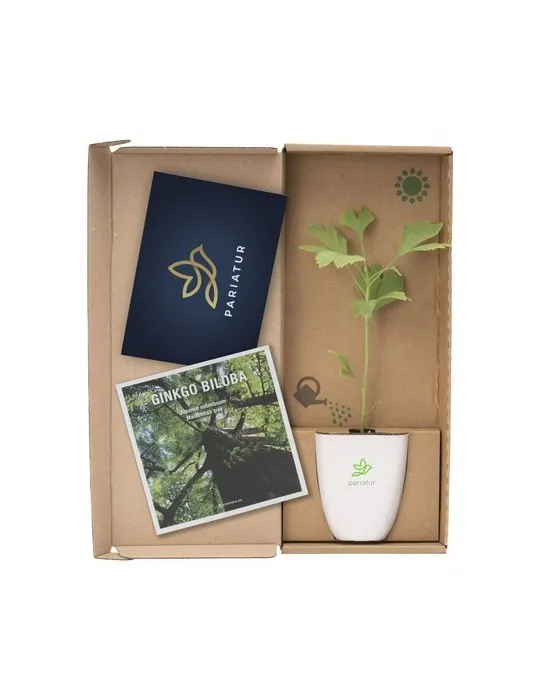 Treemore Arbres prêts-à-poster Arbre Noyer du Japon