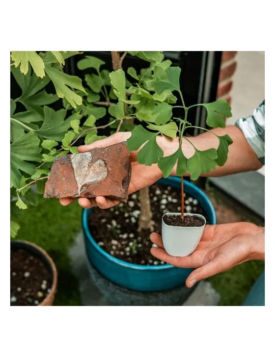 Treemore Arbres prêts-à-poster Arbre Noyer du Japon