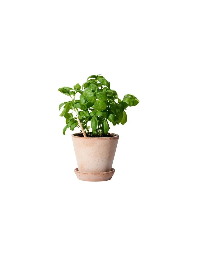 Sproutworld Unsharpened Pencil crayon non taillé