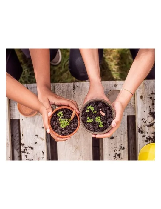 Sproutworld Unsharpened Pencil crayon non taillé