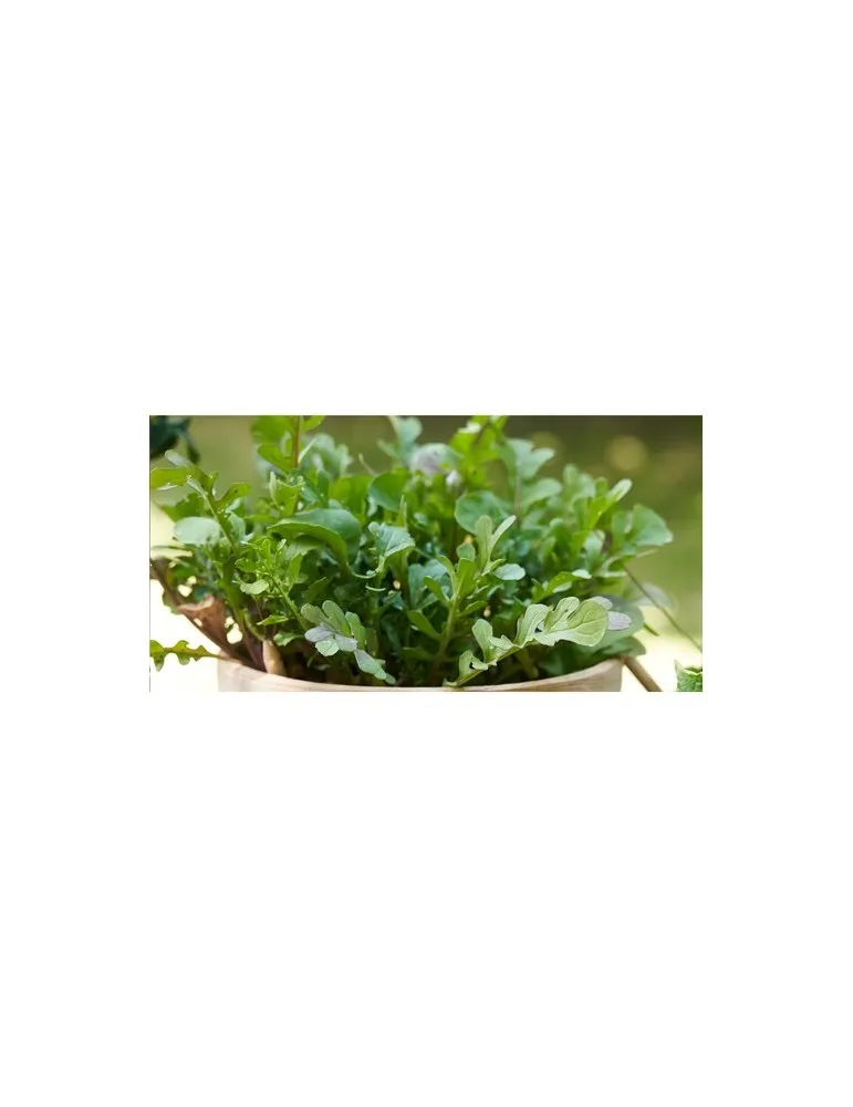 Sproutworld Unsharpened Pencil crayon non taillé