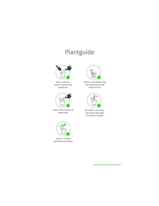 Sproutworld Unsharpened Pencil crayon non taillé