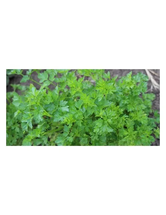 Sproutworld Unsharpened Pencil crayon non taillé