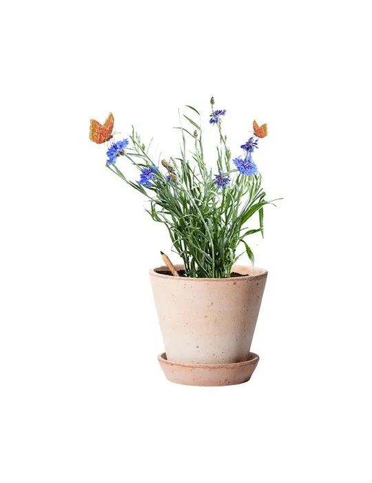 Sproutworld Unsharpened Pencil crayon non taillé