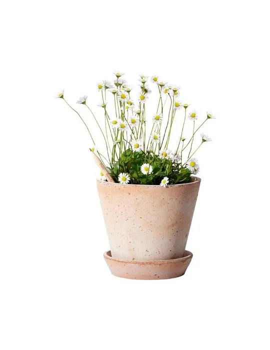 Sproutworld Unsharpened Pencil crayon non taillé