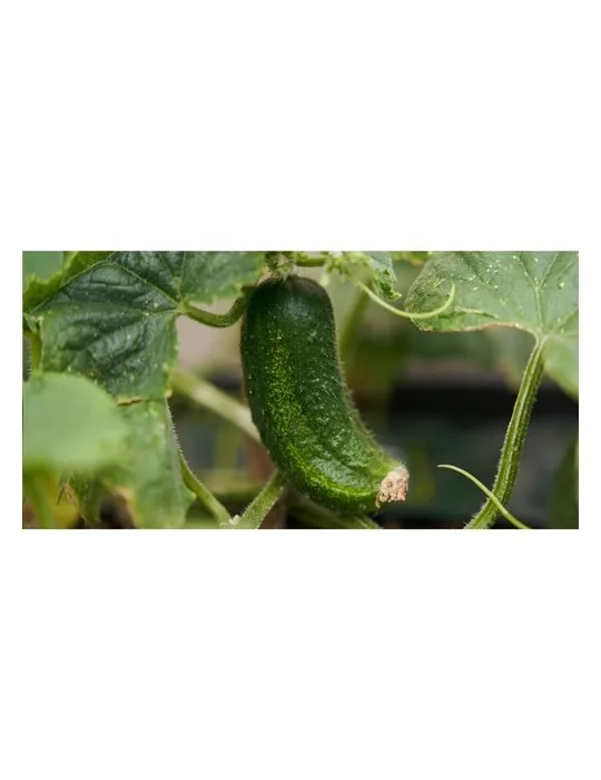 Sproutworld Unsharpened Pencil crayon non taillé