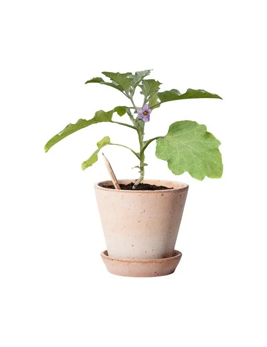 Sproutworld Unsharpened Pencil crayon non taillé