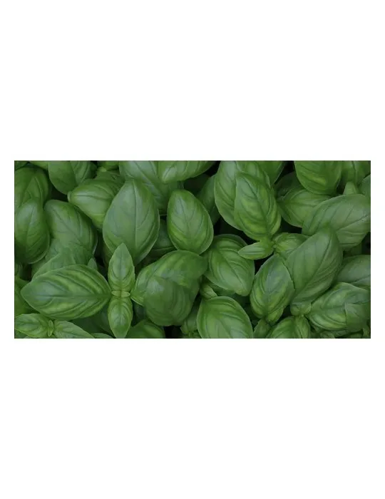 Sproutworld Sharpened Pencil crayon taillé