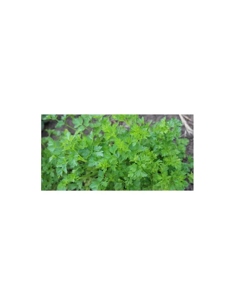 Sproutworld Sharpened Pencil crayon taillé