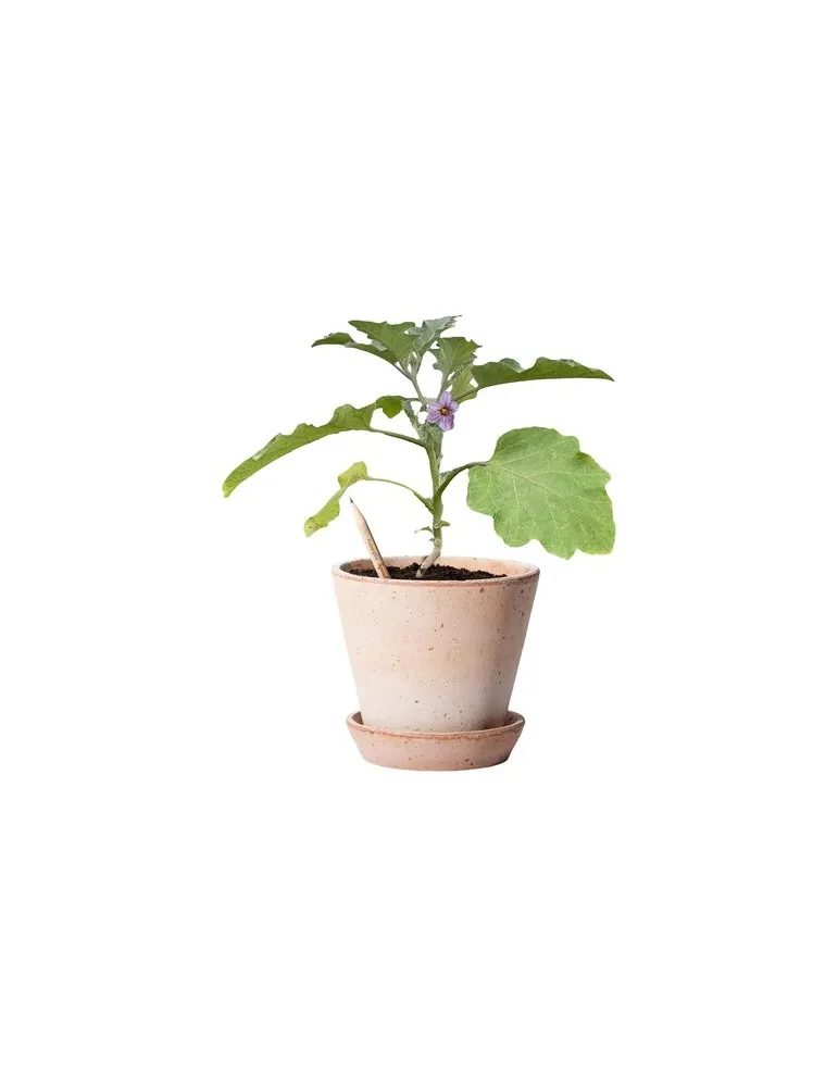 Sproutworld Sharpened Pencil crayon taillé