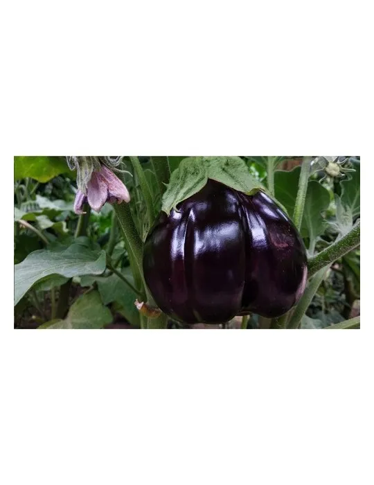 Sproutworld Sharpened Pencil crayon taillé