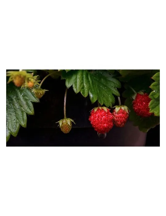 Sproutworld Sharpened Pencil crayon taillé